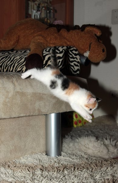Котовторник с Максом