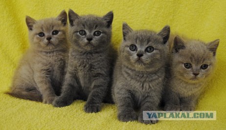 Котовторник 1.11.11