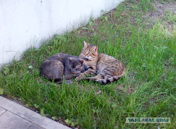 Котовторник 22.05.2012