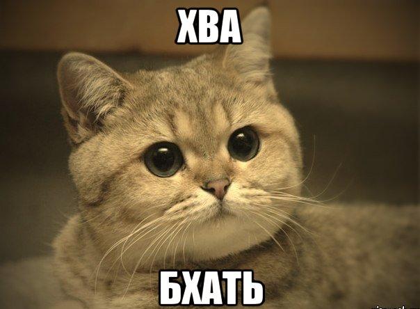 Котовторник 26.02.2019