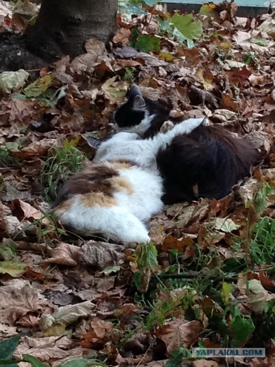 Правильный кот пользуется унитазом, а не лотком