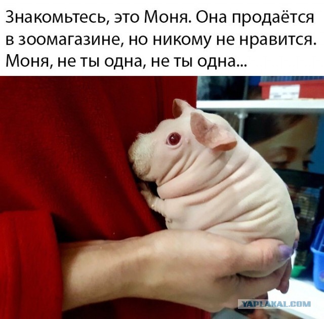 Картинок 30 штук, посмотрим?