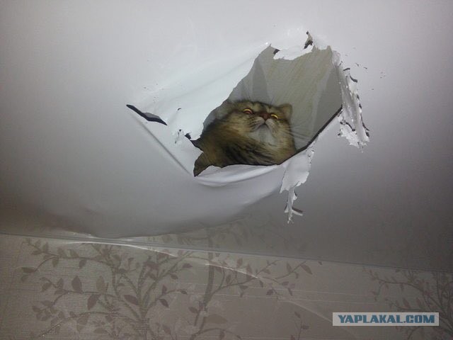 Свинегрет: картинки, надписи и прочее на 28.04 или №22