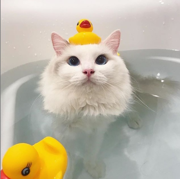 Эти забавные животные