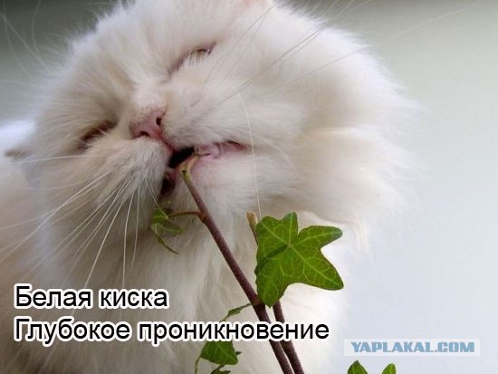 Шокирующее ПОРНО! 21+ фото
