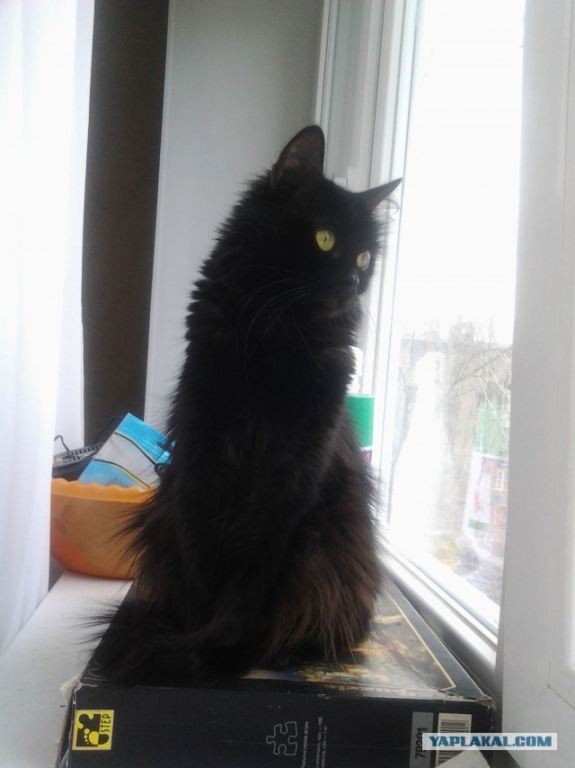 К - Котогеничность