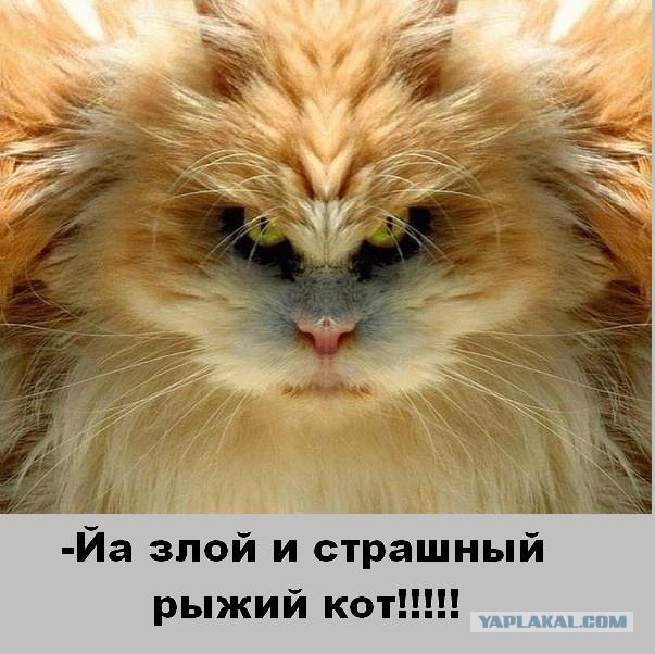Злой кот