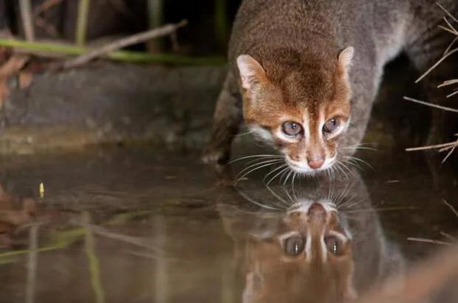 Суматранская кошка: Огромные глаза и воровство сладкой картошки.  «Инопланетный» вид котиков из глухих джунглей - ЯПлакалъ