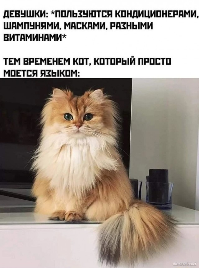 Человек собаке друг и другие картинки под настроение 13.01.2022