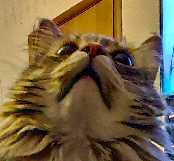 Котики не имеют национальности!!
