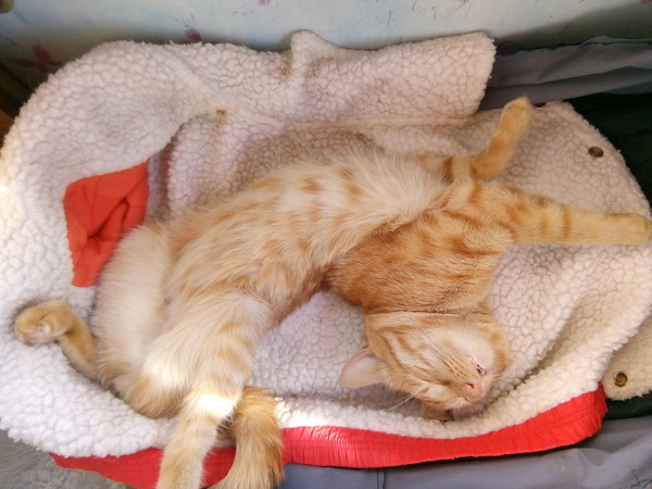 Лето и коты