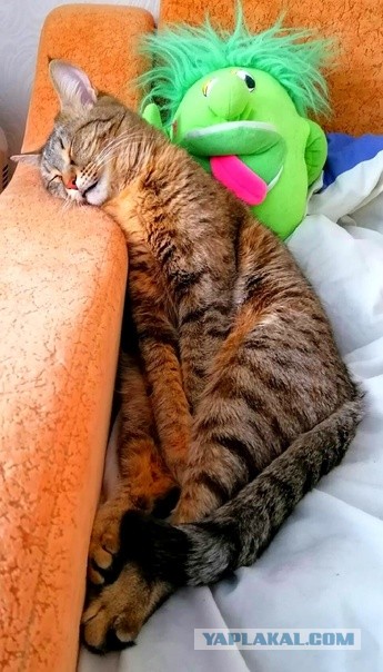 Жизнь домашнего приюта для котеек 406