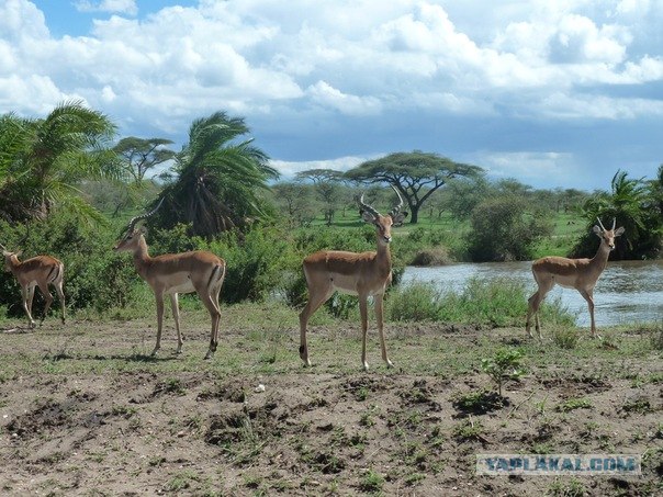 AFRICA - (Эфиопия,Кения,Танзация) 4-16 ноября 2011