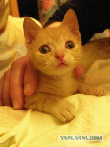 Кошкин дом