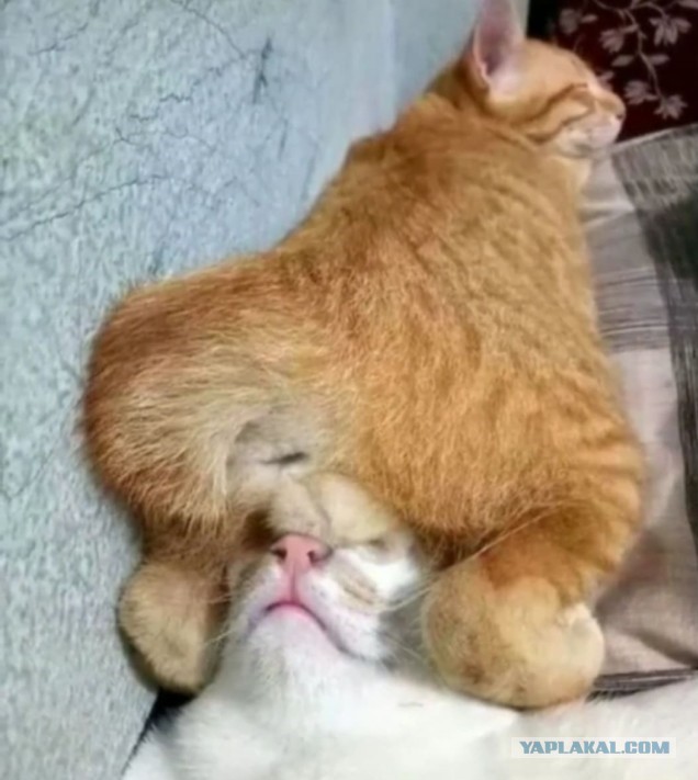 Котовторник Рыжих