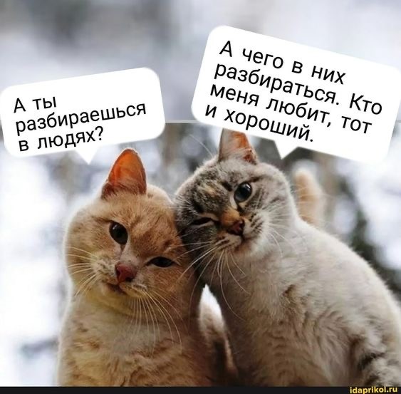Котовторник в картинках