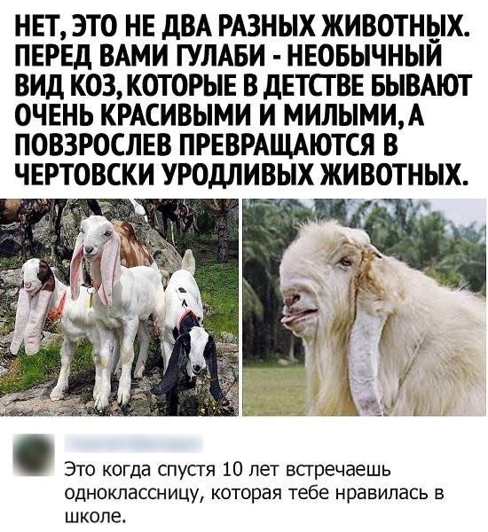 Веселая ферма: Масами. 100% камори