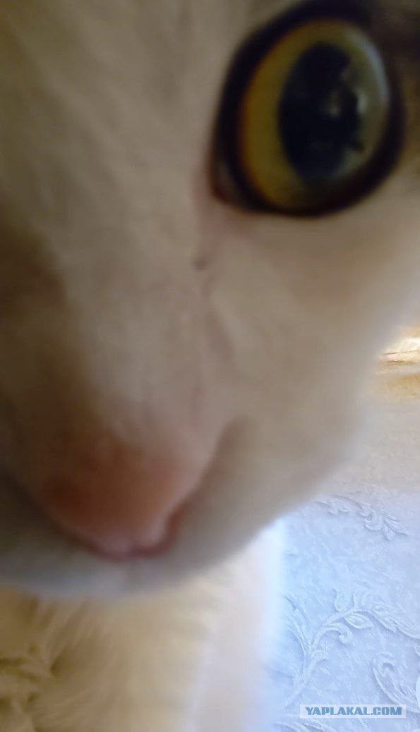Моя жена не умеет фоткать кота