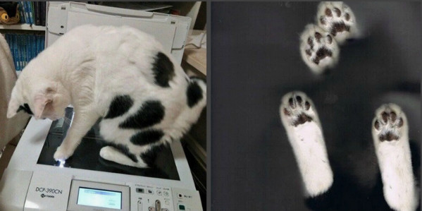 Моя жена не умеет фоткать кота