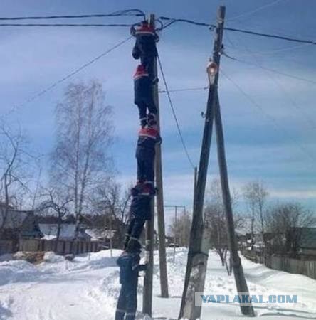 Мужчина из Энгельса ищет противоядие от бамбуковой белки