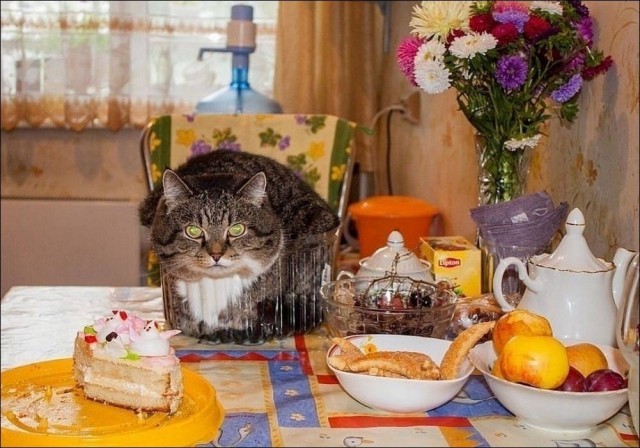 К котовторнику: подборка картинок-баянов с котиками и про котиков. Выпуск 35.