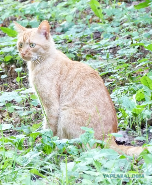 Котовторник 23.07.2013