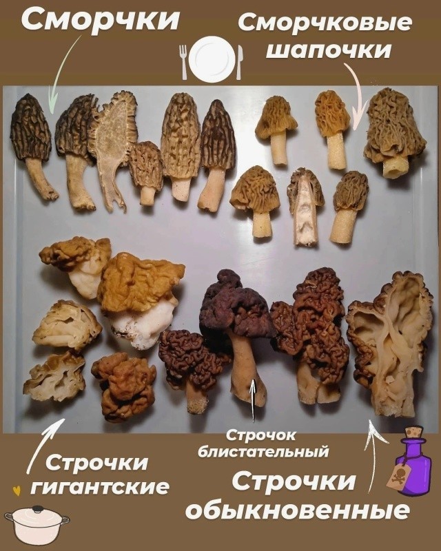 У нас в Рязани грибы с глазами.