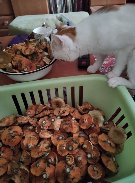 Пост про кота и лисички