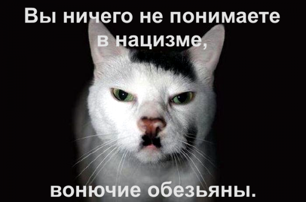 Кошки как их понимать