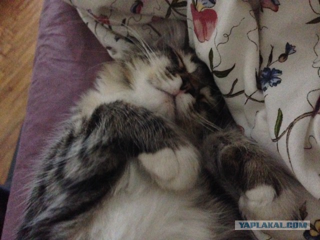 Котовторник 15.07.2014.