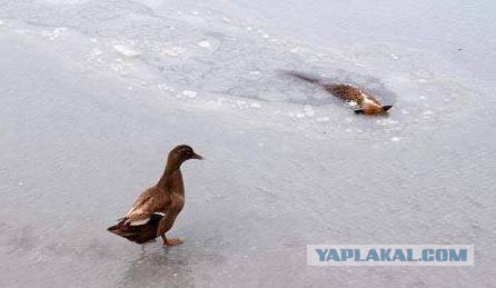 Новый вид охоты на уток