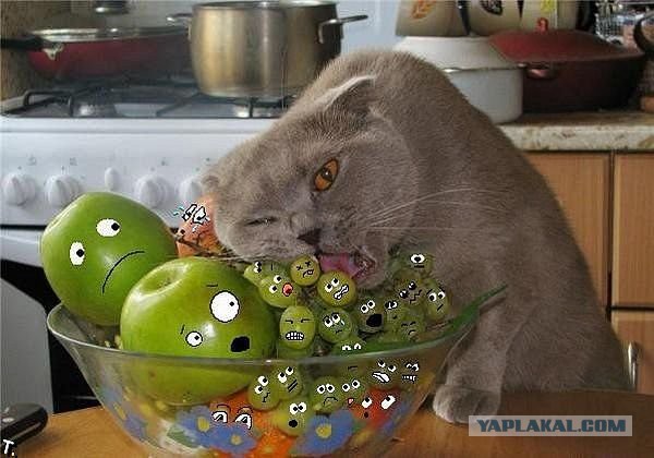 Кошачий Hardcore