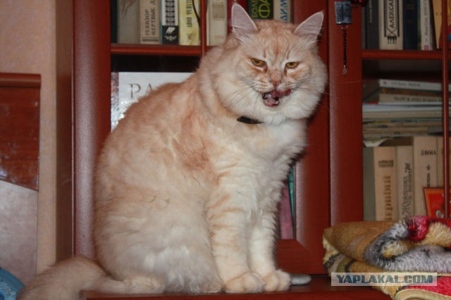 Котовторник 23.12.2014