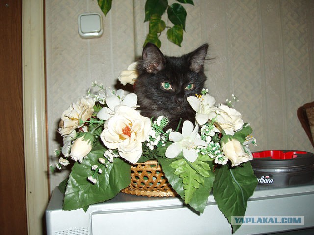 Котики в цветах!