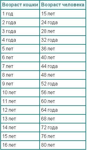 Знакомьтесь. Это Спот. 23 года котеньке.