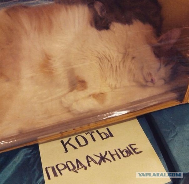 Веселости