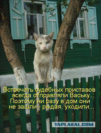 Кот Вася