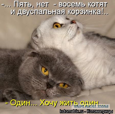 Кота с кошкой запалили