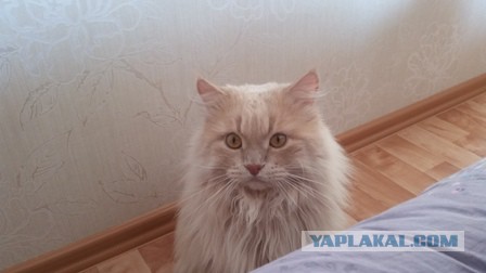 Котовторник