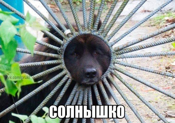 Веселые картинки