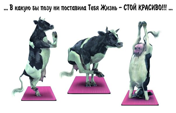 Красивые женщины занимаются йогой