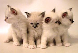 Коты, кошки, котята