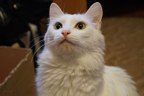 Котовторник  01.03.2016