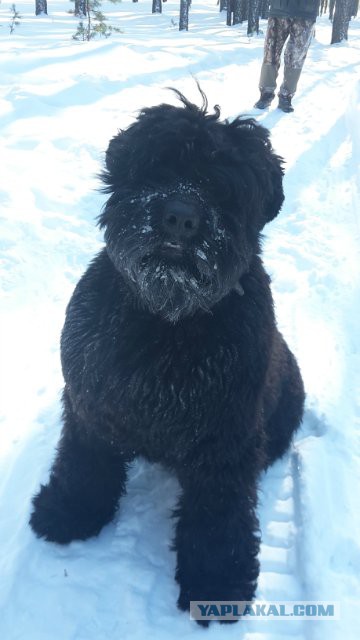 Страшно красивые терьеры