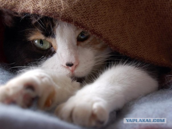Кото-вторник 24 Мая 2016го :)