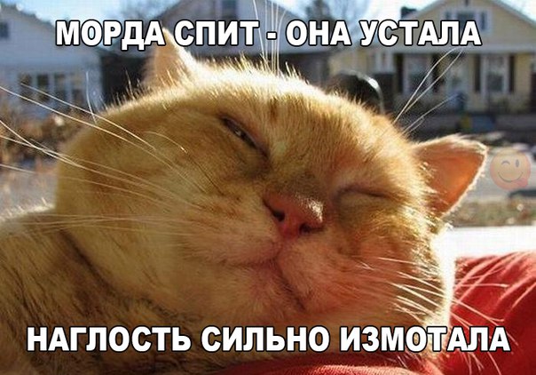 Прикольные животные