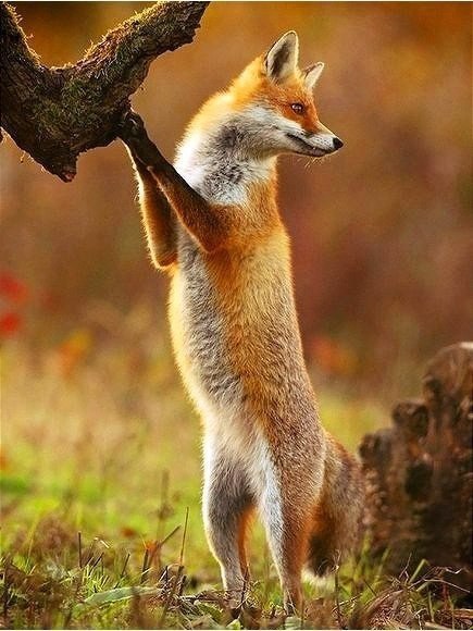 Самые смешные животные