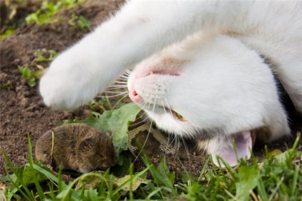 Коты из сети