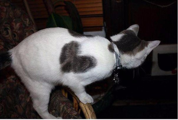 Коты и Кошки