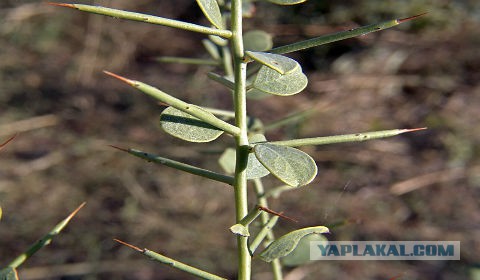 Листья верблюжьей колючки. Растения пустыни верблюжья колючка. Верблюжья колючка в туркменистане. Листья верблюжьей колючки. Трава верблюжья колючка.